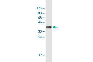 Western Blot detection against Immunogen (37. (IL12A antibody  (AA 144-253))