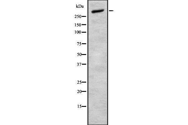 CELSR2 antibody  (C-Term)