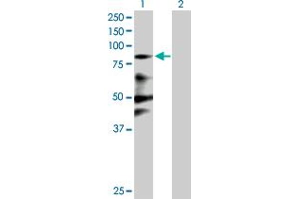 ZNF287 antibody  (AA 1-754)