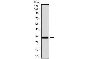 Western Blotting (WB) image for anti-Nuclear Receptor Subfamily 6, Group A, Member 1 (NR6A1) (AA 65-118) antibody (ABIN969579)