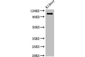 Western Blot Positive WB detected in: Mouse kidney tissue All lanes: ANPEP antibody at 3. (CD13 antibody  (AA 34-219))