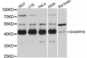 Western blot analysis of extracts of various cell lines, using SHARPIN antibody (ABIN5998804) at 1:3000 dilution. (SHARPIN antibody)