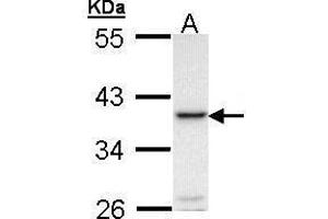 WB Image Sample (30 ug of whole cell lysate) A: Molt-4 , 10% SDS PAGE antibody diluted at 1:1000 (RANKL antibody  (N-Term))