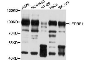 Western blot analysis of extracts of various cell lines, using LEPRE1 antibody (ABIN5998124) at 1/1000 dilution. (LEPRE1 antibody)