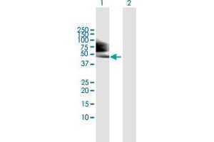 Western Blot analysis of TP53 expression in transfected 293T cell line by TP53 MaxPab polyclonal antibody. (p53 antibody  (AA 1-393))