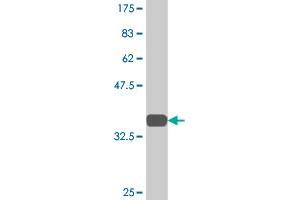 Western Blot detection against Immunogen (34. (Tetraspanin 2 antibody  (AA 112-187))