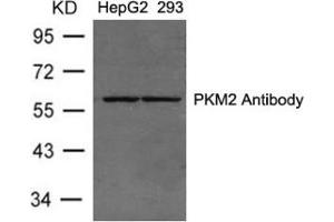 Western blot analysis of extracts from HepG2 and 293 cells using PKM2. (PKM2 antibody  (AA 36-40))
