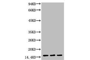 Western blot analysis of 1) Hela, 2) Rat Testis tissue, 3) Raw264. (Tri-Methyl-Histone H3(K4) (H3K4me3) antibody)