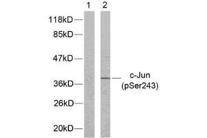 Western blot analysis of extract from HeLa cells untreated or treated with UV using c-Jun (phospho-Ser243) antibody (E011025). (C-JUN antibody  (pSer243))