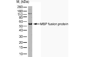 Western Blotting (WB) image for anti-Maltose Binding Protein (MBP) antibody (ABIN2475478) (Maltose Binding Protein antibody)