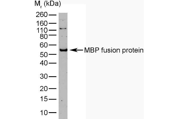 Maltose Binding Protein antibody