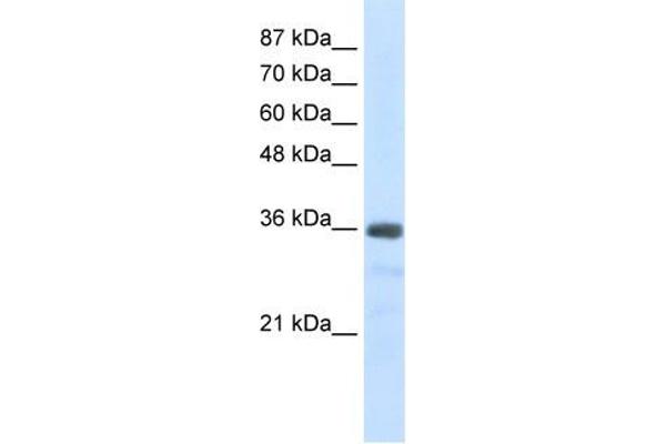 SNRNP35 antibody  (N-Term)