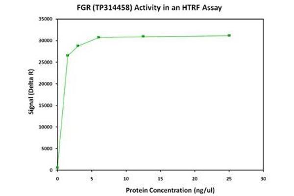 Fgr Protein (Transcript Variant 1) (Myc-DYKDDDDK Tag)