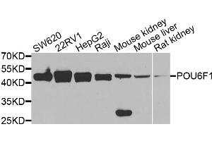Western blot analysis of extracts of various cell lines, using POU6F1 antibody. (POU6F1 antibody)