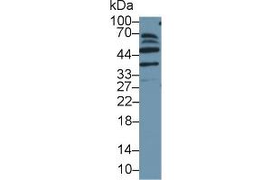 Western blot analysis of Mouse Cerebrum lysate, using Human MAEA Antibody (1 µg/ml) and HRP-conjugated Goat Anti-Rabbit antibody ( (MAEA antibody  (AA 136-379))