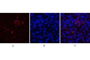 Immunofluorescence analysis of rat spleen tissue. (CD81 antibody  (Internal Region))