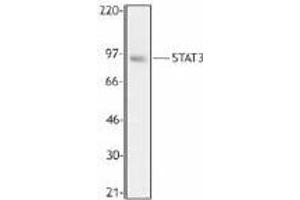 Hela cell extract was resolved by electrophoresis, transferred to nitrocellulose, and probed with rabbit anti- STAT3 polyclonal antibody PC-431. (STAT3 antibody)