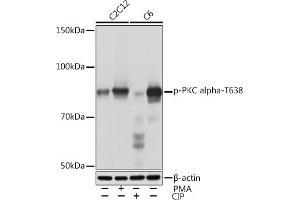 Western blot analysis of extracts of various cell lines, using Phospho-PKC alpha-T638 Rabbit mAb (ABIN7269631) at 1:1000 dilution. (PKC alpha antibody  (pThr638))