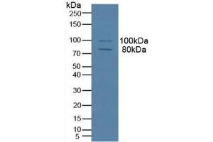 Detection of MAP4 in Human Hela Cells using Polyclonal Antibody to Microtubule Associated Protein 4 (MAP4) (MAP4 antibody  (AA 2-250))