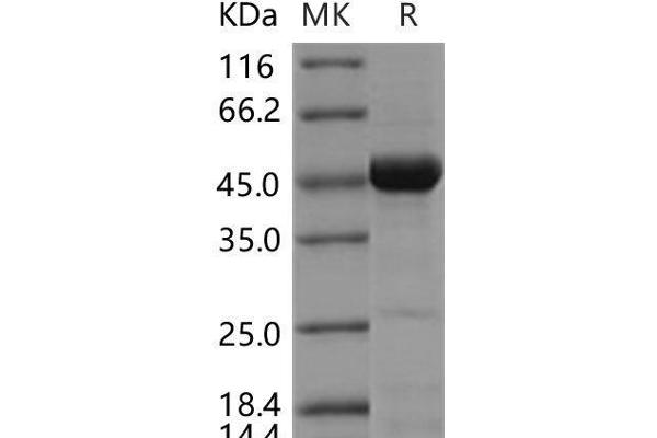 CDC37 Protein