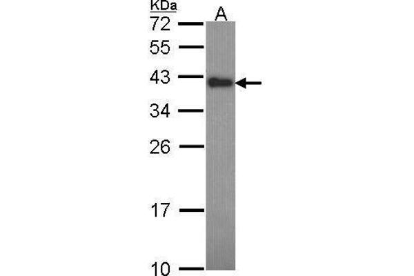 CIAPIN1 antibody