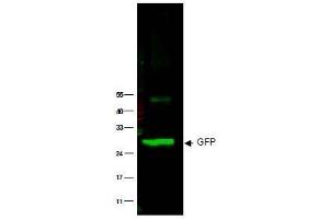 Image no. 1 for anti-Green Fluorescent Protein (GFP) antibody (ABIN401203) (GFP antibody)