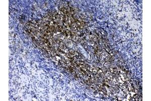 IHC testing of FFPE mouse spleen tissue with CD90 antibody. (CD90 antibody)