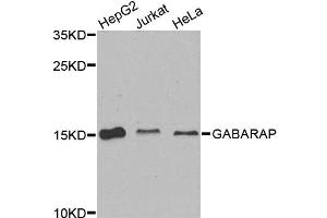 Western blot analysis of extracts of various cell lines, using GABARAP antibody (ABIN6291799) at 1:1000 dilution. (GABARAP antibody)