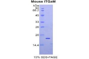 SDS-PAGE (SDS) image for Integrin alpha M (ITGAM) (AA 808-931) protein (His tag) (ABIN1877450) (CD11b Protein (AA 808-931) (His tag))