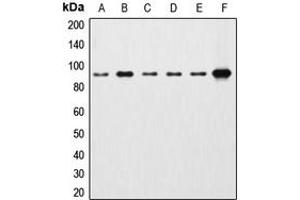 Western blot analysis of Beta-catenin expression in HEK293T (A), HeLa (B), A431 (C), MCF7 (D), Raw264. (beta Catenin antibody  (C-Term))