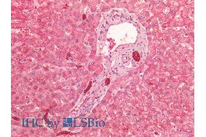 ABIN1781975 (2. (Cytokeratin 19 antibody  (AA 285-298))