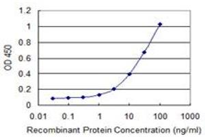 Detection limit for recombinant GST tagged SCLY is 0. (SCLY antibody  (AA 346-444))