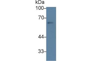 Western Blot; Sample: Rat Testis lysate; Primary Ab: 3µg/ml Rabbit Anti-Rat HSF2 Antibody Second Ab: 0. (HSF2 antibody  (AA 1-200))