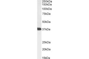 Western Blot using anti-CD7 antibody 3A1E  Jurkat cell lysate samples (35 μg protein in RIPA buffer) were resolved on a 10 % SDS PAGE gel and blots probed with the chimeric rabbit version of 3A1E (ABIN7072230) at 1 μg/mL before detection using an anti-rabbit secondary antibody. (Recombinant CD7 antibody)