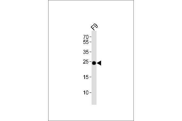 ERAS antibody  (N-Term)