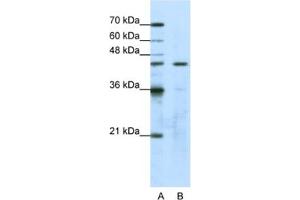 Western Blotting (WB) image for anti-Obg-Like ATPase 1 (OLA1) antibody (ABIN2462248) (OLA1 antibody)