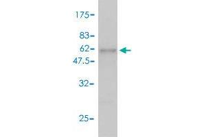 Western Blot detection against Immunogen (58. (RGR antibody  (AA 1-295))