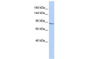 Western Blotting (WB) image for anti-Potassium Voltage-Gated Channel, Shab-Related Subfamily, Member 1 (KCNB1) antibody (ABIN2458059) (Kv2.1/KCNB1 antibody)