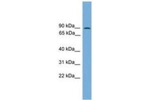 Image no. 1 for anti-Mitogen-Activated Protein Kinase 7 (MAPK7) (C-Term) antibody (ABIN6745214) (MAPK7 antibody  (C-Term))