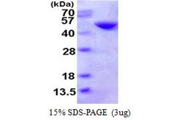 CTH Protein (AA 1-405) (His tag)