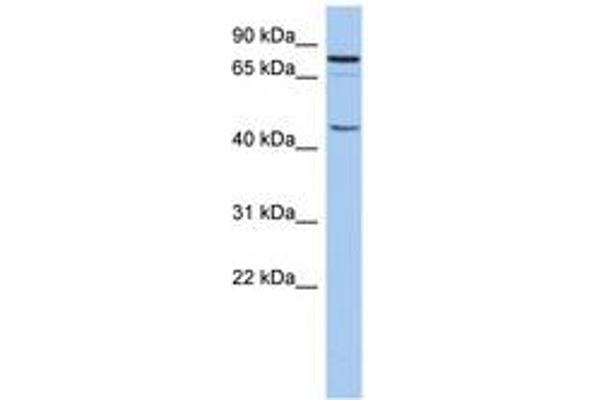 RNF169 antibody  (AA 215-264)