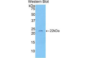 Western Blotting (WB) image for anti-Interleukin 1, beta (IL1B) (AA 117-268) antibody (ABIN1173160) (IL-1 beta antibody  (AA 117-268))