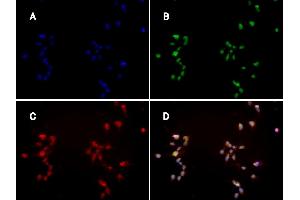 Immunofluorescence: huSSECTM cell line overexpressing hFcRn-EGFP using clone ADM31 at 15µg/ml and Texas Red™ conjugated anti-mouse secondary. (FcRn antibody)