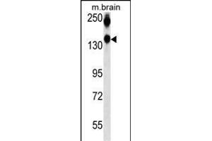 NC Antibody 960b western blot analysis in mouse brain tissue lysates (35 μg/lane). (CD56 antibody  (AA 830-858))