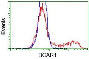 Image no. 1 for anti-Breast Cancer Anti-Estrogen Resistance 1 (BCAR1) antibody (ABIN1496833) (BCAR1 antibody)