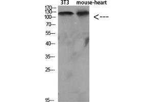 Western Blot analysis of various cells using Antibody diluted at 1:1000. (SREBF1 antibody  (Internal Region))