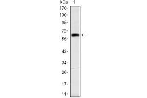 Western Blotting (WB) image for anti-Orthodenticle Homeobox 2 (OTX2) antibody (ABIN1845978) (OTX2 antibody)