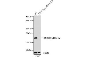 Western blot analysis of extracts from wild type (WT) and CDKN2A/p16INK4a knockout (KO) 293T cells, using CDKN2A/p16INK4a Rabbit mAb (ABIN6131541, ABIN6139280, ABIN6139282 and ABIN7101380) at 1:1000 dilution. (CDKN2A antibody)