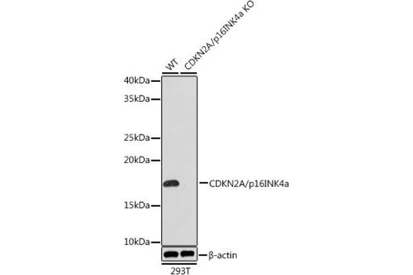 CDKN2A antibody