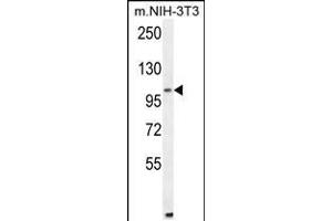 Western blot analysis in mouse NIH-3T3 cell line lysates (35ug/lane). (ALDH1L2 antibody  (C-Term))